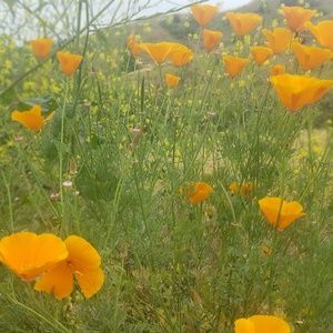 Meet your Posher, Zallury